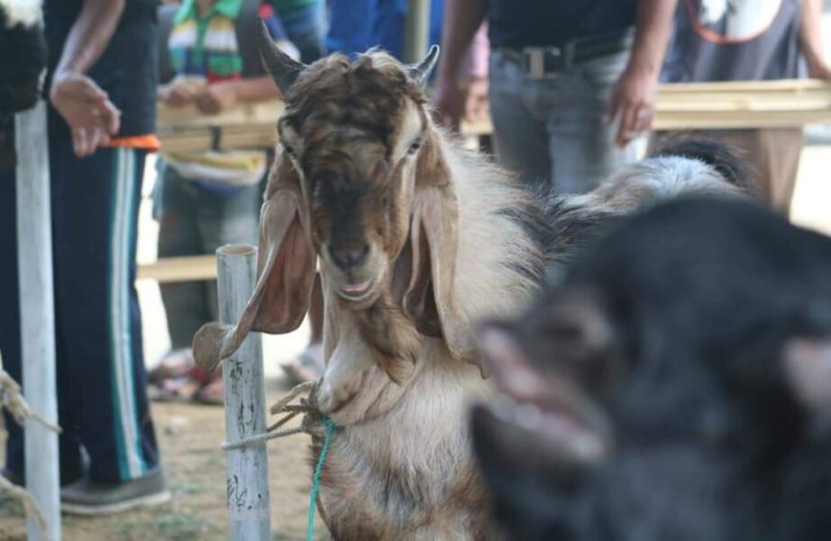 400 Kambing Bakal Dipamerkan pada Festival Kambing 2024 di Lapangan Desa&nbsp;Lumbir